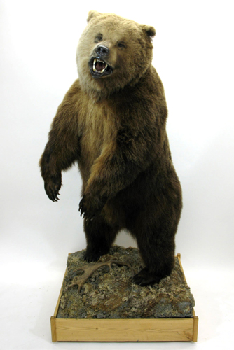 Appraisal: RUSSIAN GRIZZLY BEAR a full taxidermy mount in upright standing