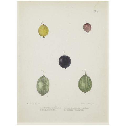 Appraisal: Set of Five American Chromolithographs of Fruit from The Natural