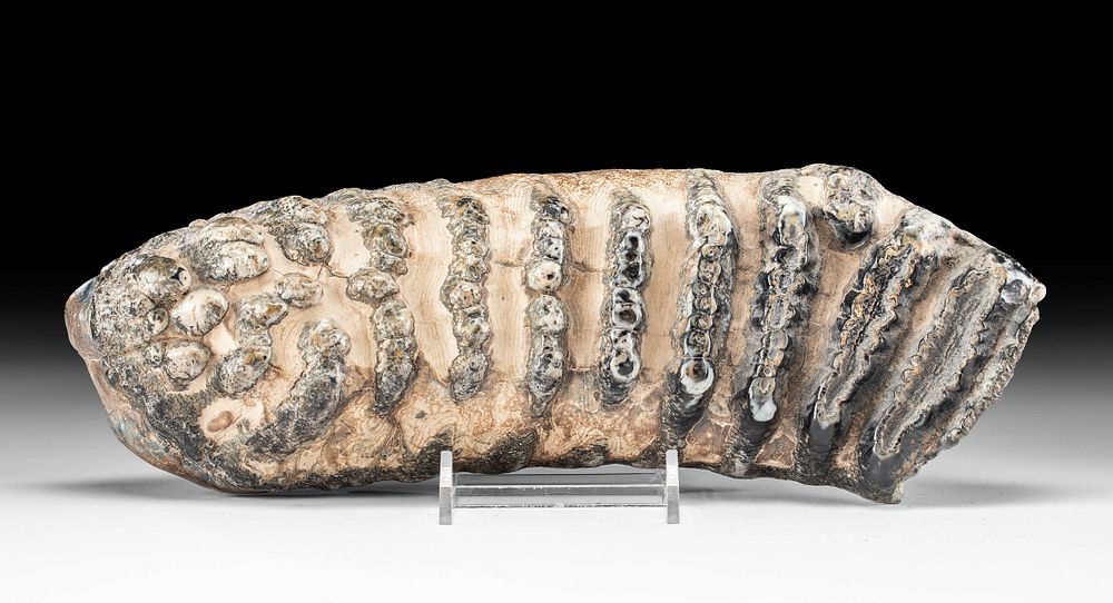 Appraisal: Large Fossilized Woolly Mammoth Molar First Time At Auction New