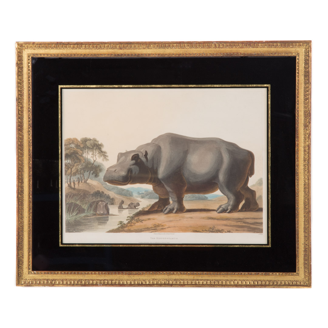 Appraisal: Samuel Daniell The Hippopotamus color aquatint British - Published by