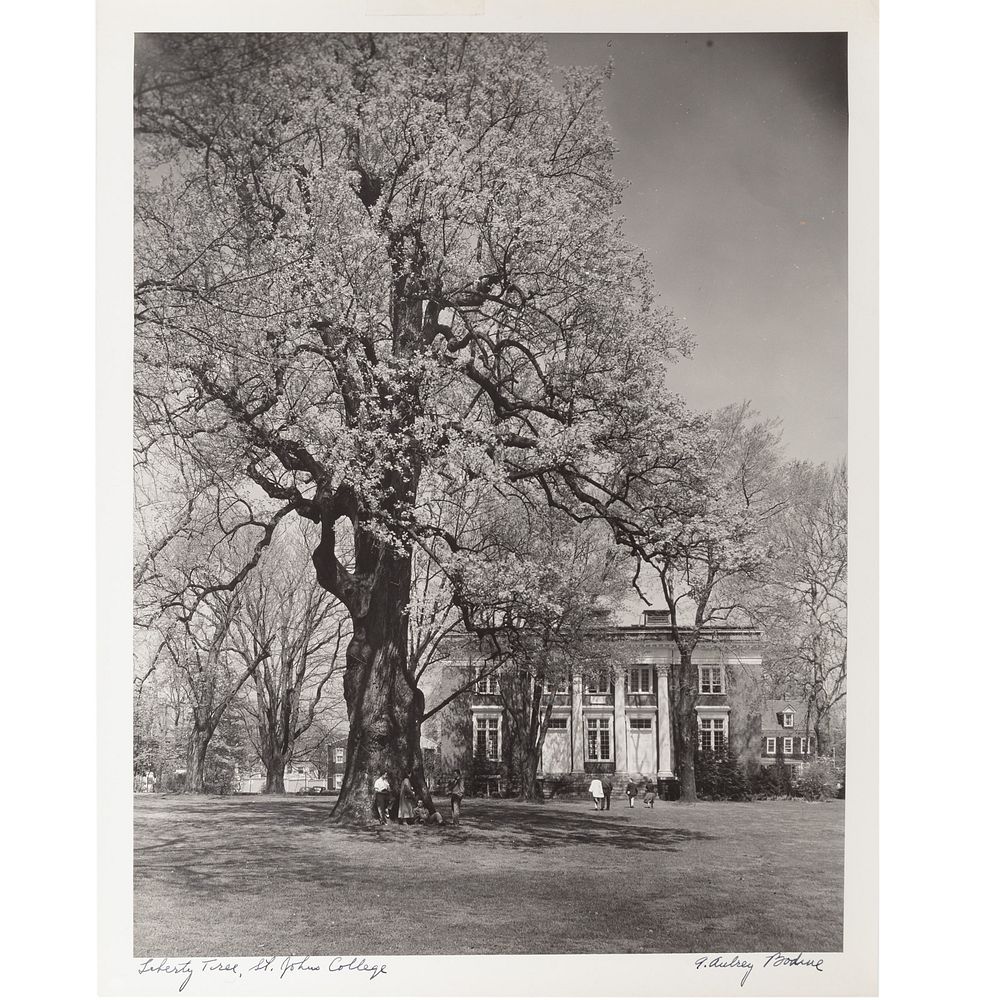 Appraisal: A Aubrey Bodine Liberty Tree St John's American - Gelatin