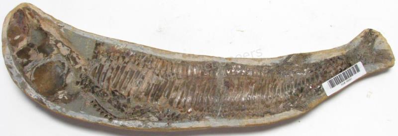 Appraisal: Split Fish Fossil of fish exposed mostly positive image easily