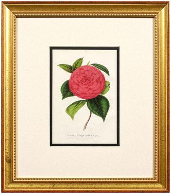 Appraisal: Four th century botanical prints camellias after L Stroobant published