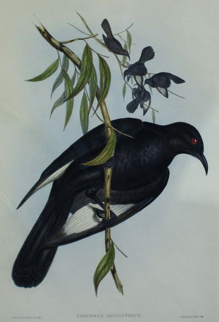 Appraisal: White-winged Chough Corcorax Leucopterus