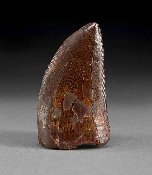 Appraisal: Carnivorous Dinosaur Tooth Carcharodontosaurus saharicus Middle Cretaceous Morocco Carcharodontosaurus meaning