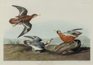 Appraisal: AUDUBON John James - Red Phalarope Plate CCLV Phalaropus Platyrhynchus