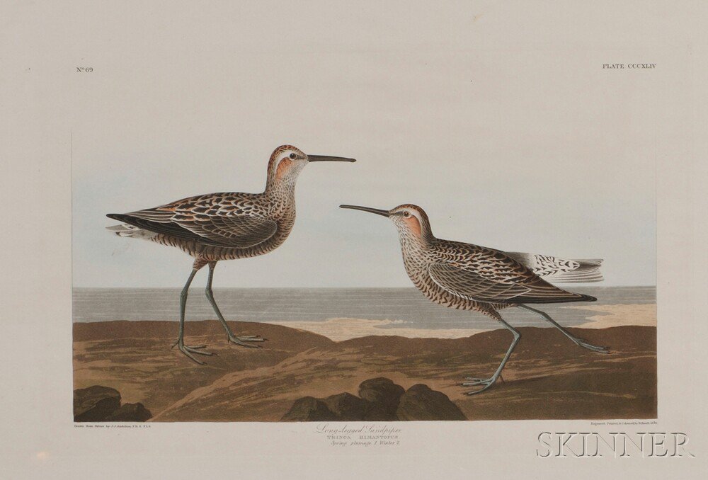 Appraisal: Audubon John James - Long-Legged Sandpiper Plate from Birds of