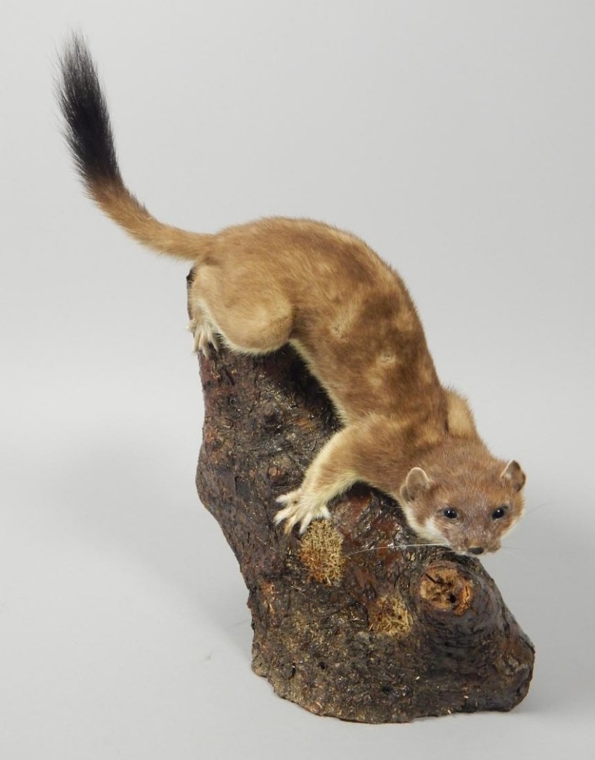 Appraisal: A taxidermied squirrel mounted onto a log cm high