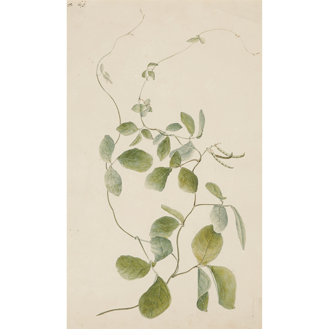 Appraisal: Indian School th Century Company drawing of a scrolling pea