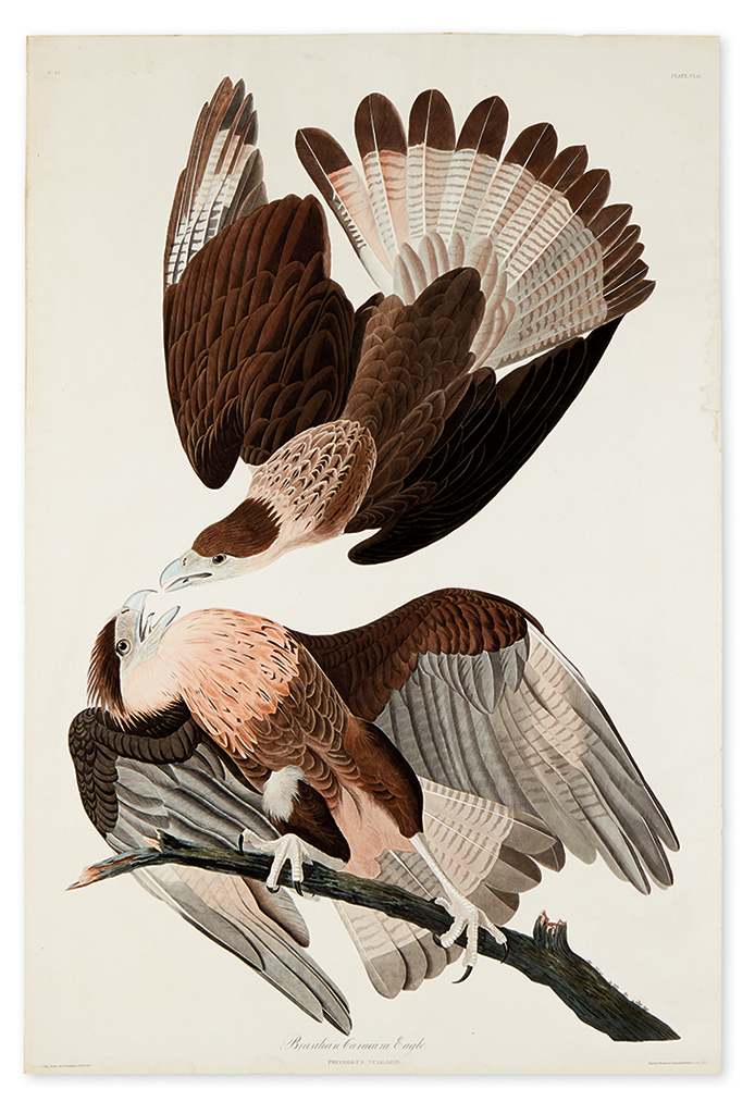 Appraisal: AUDUBON JOHN JAMES Brasilian Caracara Eagle Plate CLXI Hand-colored aquatint