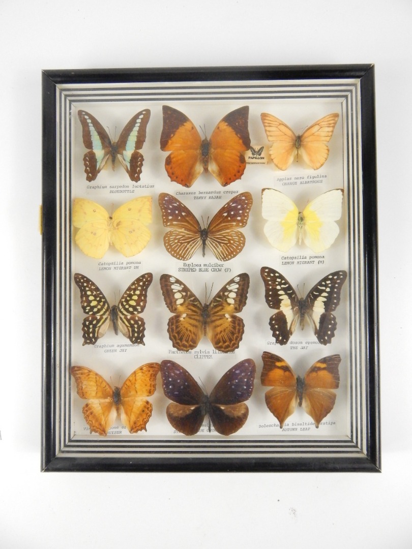 Appraisal: Twelve butterflies cased including the Striped Blue Crow Lemon Migrant