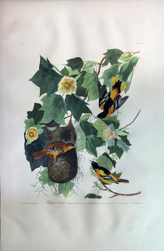 Appraisal: Audubon Aquatint Engraving Baltimore Oriole Baltimore Oriole Plate John James