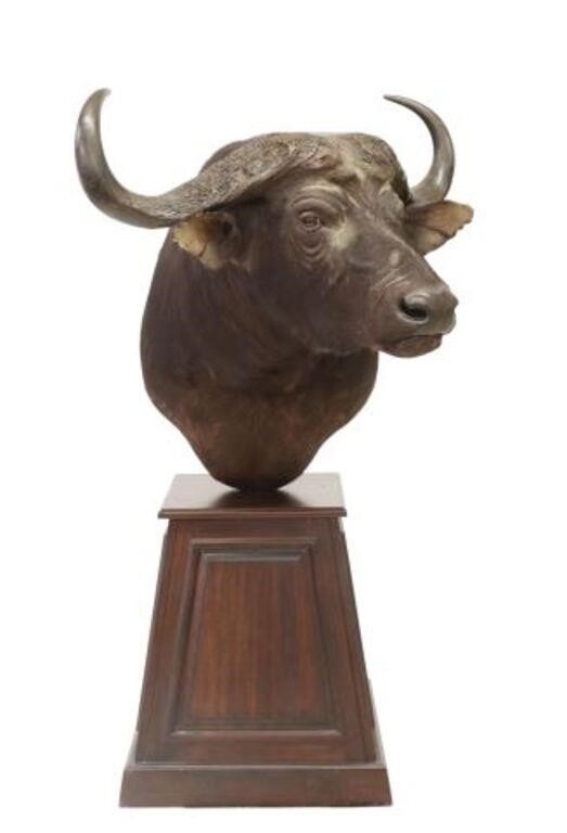 Appraisal: Taxidermy Cape Buffalo shoulder mount on tapered and paneled plinth