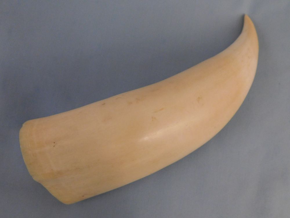 Appraisal: LARGE RAW WHALE TOOTH Raw unadorned whale tooth in high