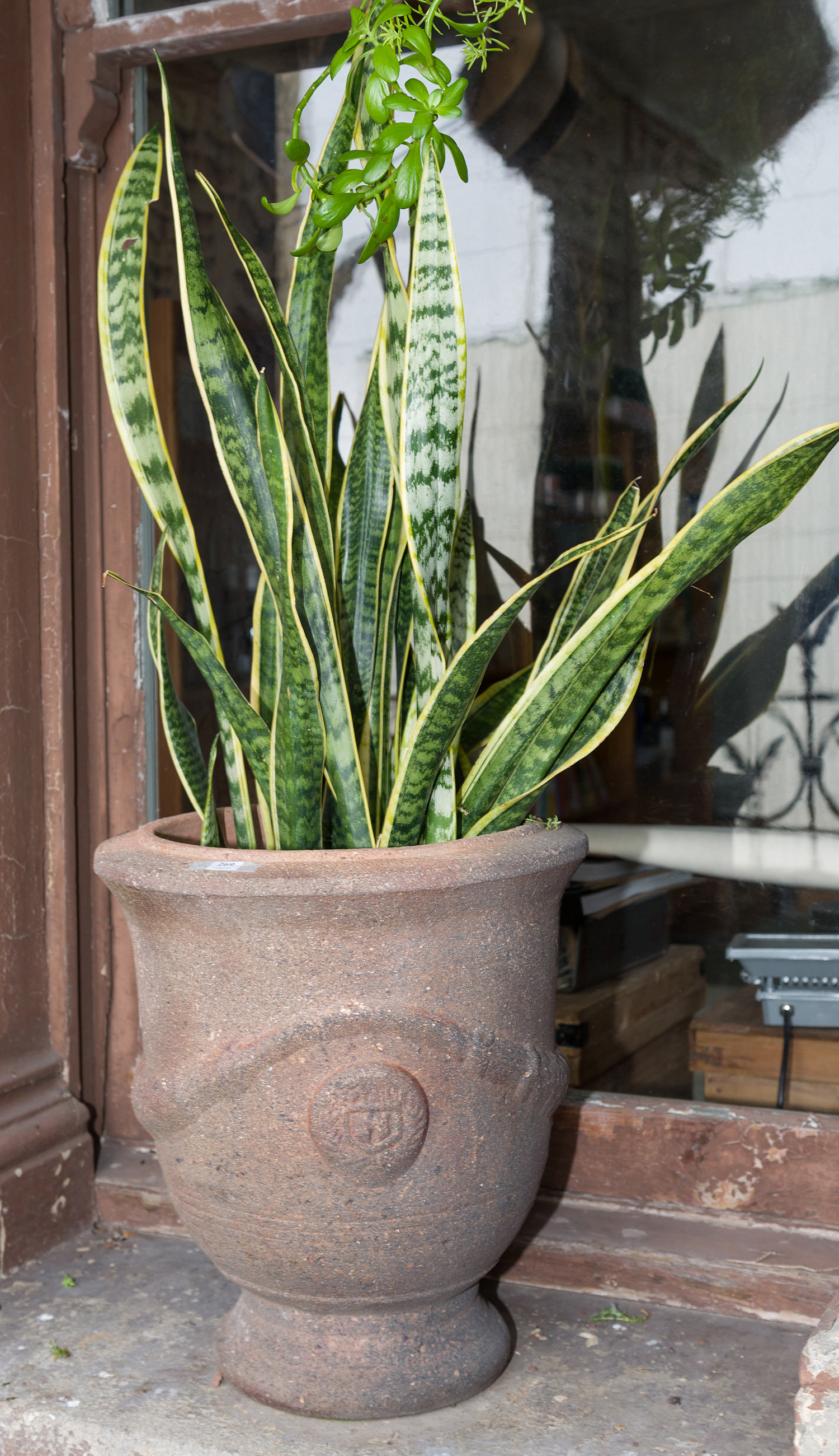 Appraisal: THREE MATCHING COMPOSITE STONE URNS CONTAINING FERNS AND SUCCULENT one