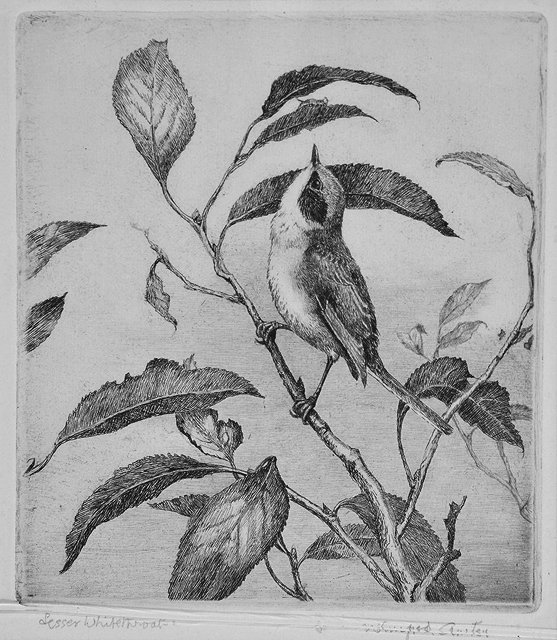 Appraisal: WINIFRED AUSTEN - 'Black Cup and Ivy Berries' etching pencil