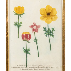 Appraisal: A Set of Six Hand-Colored Botanical Engravings th th Century