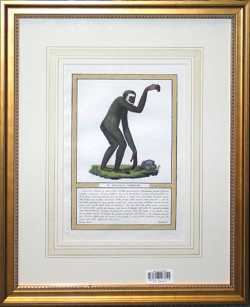 Appraisal: Four framed colored prints of monkeys framed dimensions x in