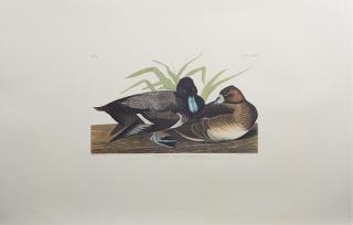 Appraisal: John James Audubon - Scaup Duck No Plate th c