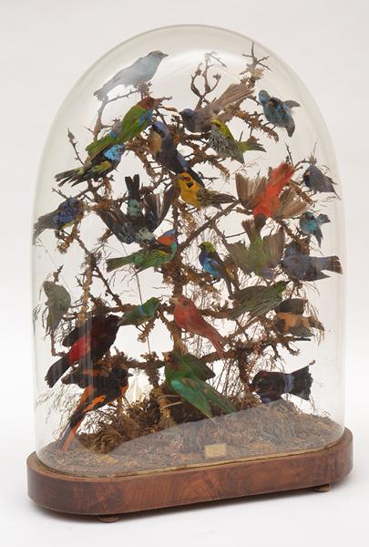 Appraisal: A DETAILED BIRD DIORAMA UNDER A GLASS DOMELABELLED 'PRESERVED BY