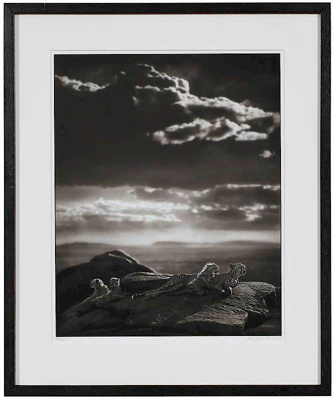 Appraisal: Nick Brandt British America b Cheetah and Cubs Lying on