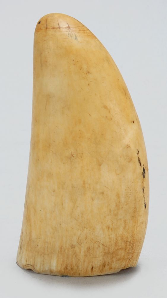 Appraisal: SPERM WHALE'S TOOTH th CenturyUndecorated Height