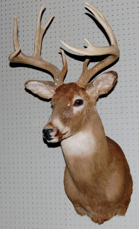 Appraisal: Whitetail deer taxidermy shoulder mount pt h