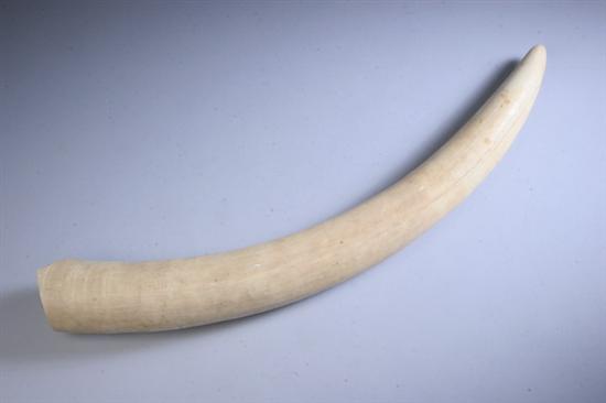 Appraisal: AFRICAN IVORY TUSK - in long weight oz