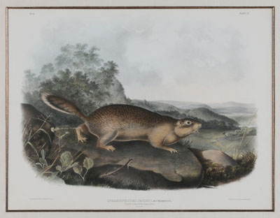 Appraisal: After John James Audubon New York - Parry's Marmot Squirrel