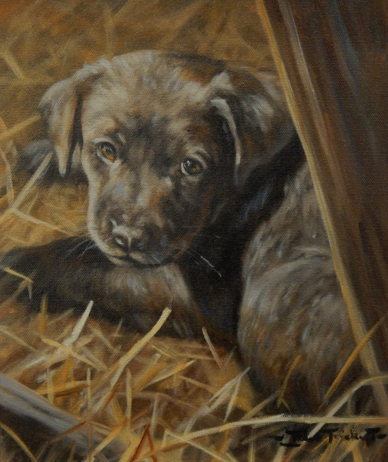 Appraisal: John Trickett b Puppy oil on canvas signed cm x