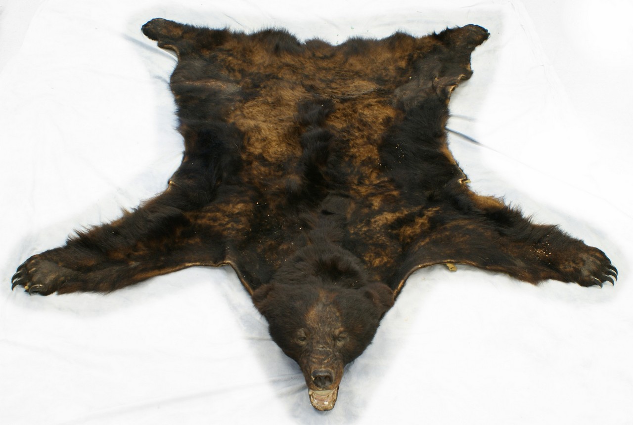 Appraisal: Full body black bearskin rug w long