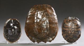 Appraisal: Group of Three Turtle Shells th c consisting of snapping