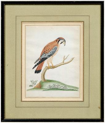 Appraisal: Rare John Abbot watercolor British Georgia - Sparrow Hawk American