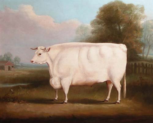 Appraisal: A Short Horned Bullock Oil on canvas relined Davis William