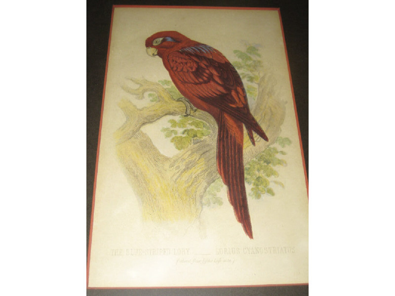 Appraisal: COLLECTION OF FOUR LITHOGRAPHS From CASSELL'S BOOK OF BIRDS The