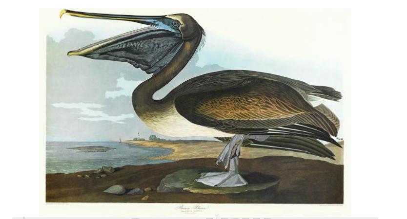 Appraisal: pieces Audubon John James Brown Pelican Purple Finch Republican or