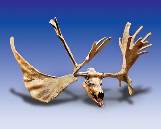 Appraisal: EXTINCT ELK-MOOSE SKULL REPRODUCTION The great American Elk-moose Cervalces scotti