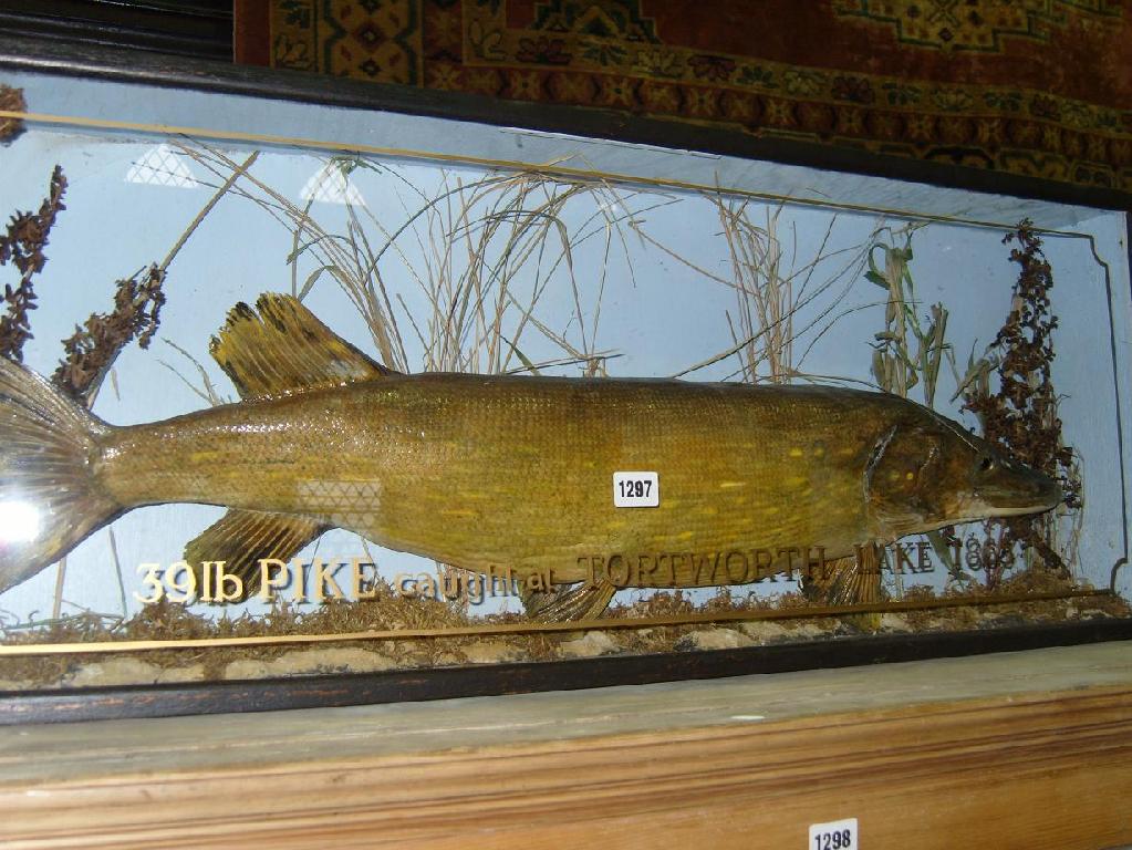 Appraisal: A stuffed and mounted model of a pike in presentation