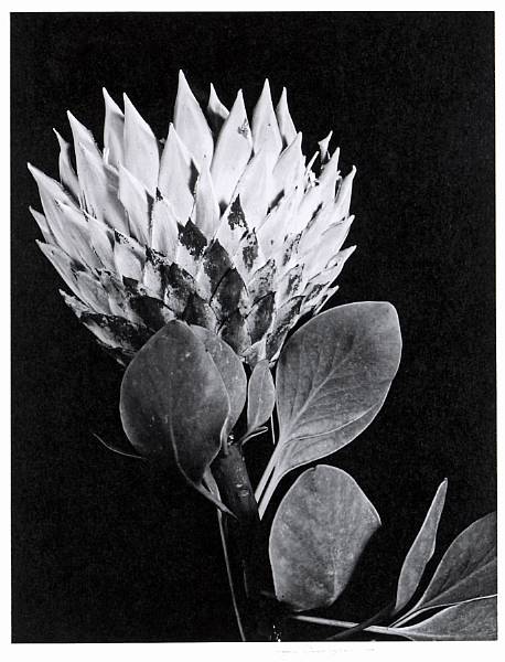 Appraisal: Imogen Cunningham American - Protea Gelatin silver print printed later