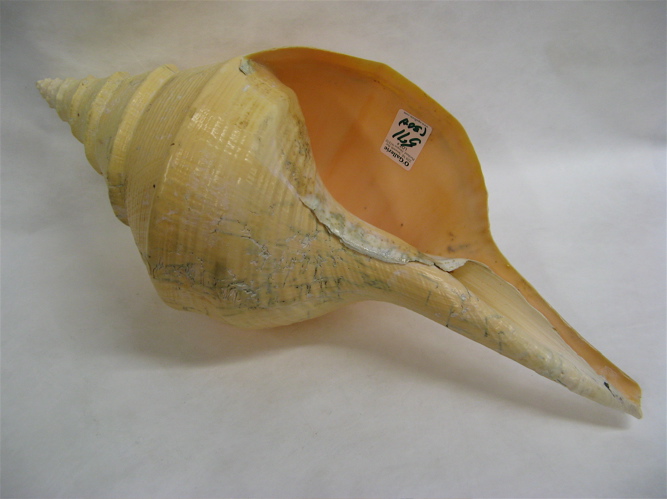 Appraisal: A COLLECTION OF EXOTIC AND REGIONAL SEA SHELLS more than