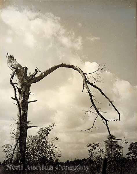 Appraisal: Carolyn Ramsey Texas Louisiana th c Caddo Lake and Louisiana