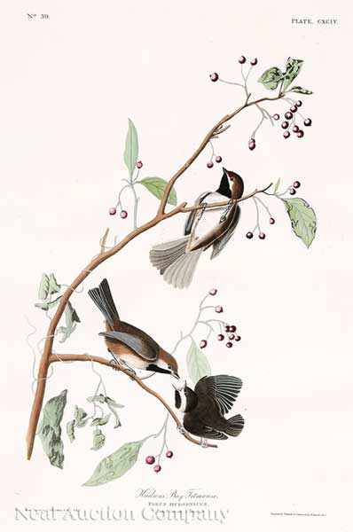 Appraisal: John James Audubon American - Hudson's Bay Titmouse Plate var