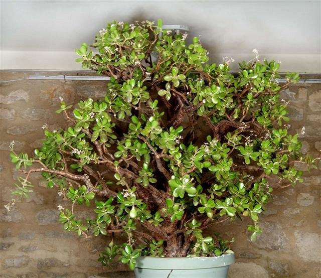 Appraisal: A FRIENDSHIP TREE OR MONEY PLANT Crassula ovata an old