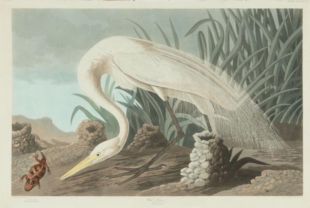 Appraisal: John James Audubon American - White Heron Plate hand-colored aquatint