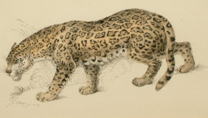 Appraisal: H Drummond nee Hutton early th century- A Leopard pen