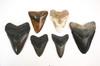 Appraisal: FOSSIL TEETH IN CASES - Megalodon Shark Teeth to long