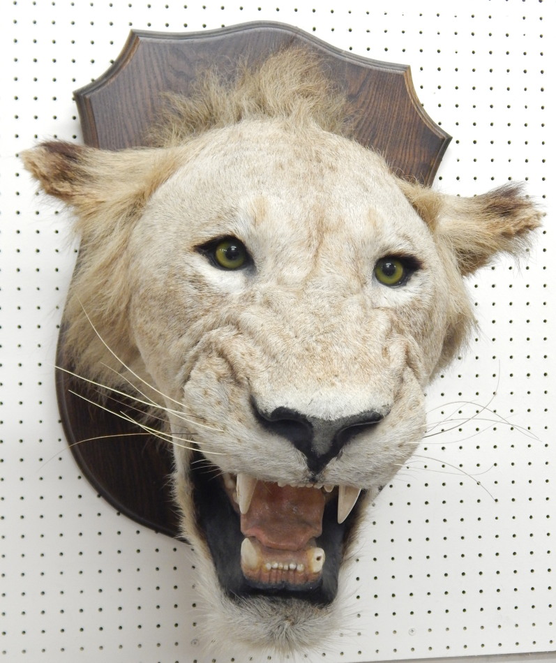 Appraisal: A taxidermied male lions head the oak plaque bearing the