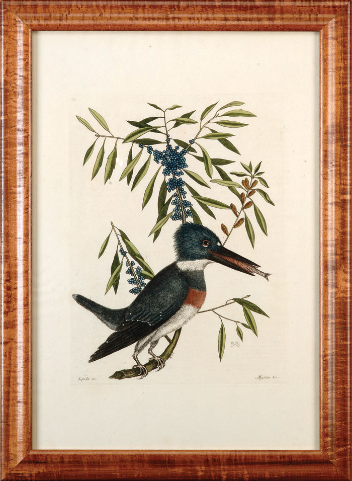 Appraisal: MARK CATESBY AMERICAN - KINGFISHER PL Handcolored copper plate engraving