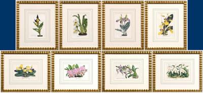 Appraisal: Eight prints of orchids Van Houtteano Belgium Coelogyne Christata Oncidium