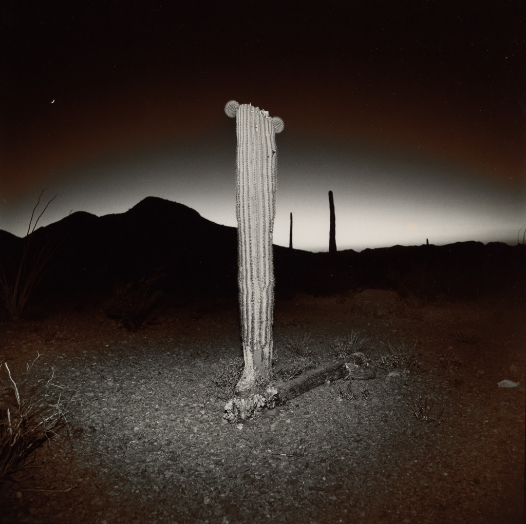 Appraisal: RICHARD MISRACH - Desert Cactus Split-toned silver print the image